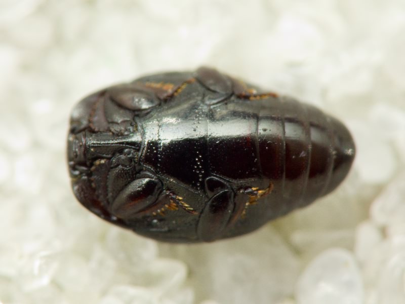 Histeridae Gyllenhal, 1808